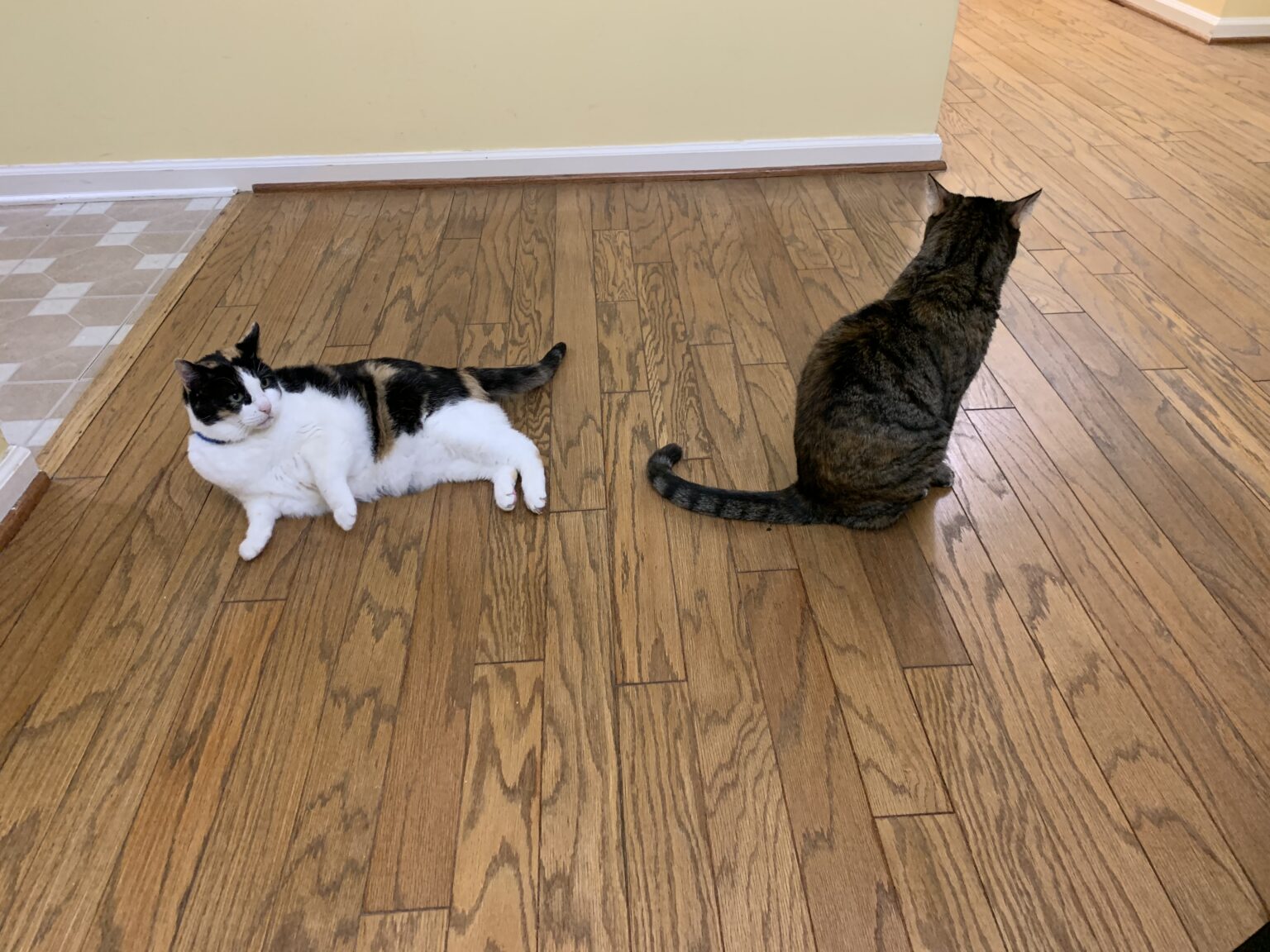 How To Get Cat Urine Out Of Wood Flooring Expert Tips TheFlooringidea