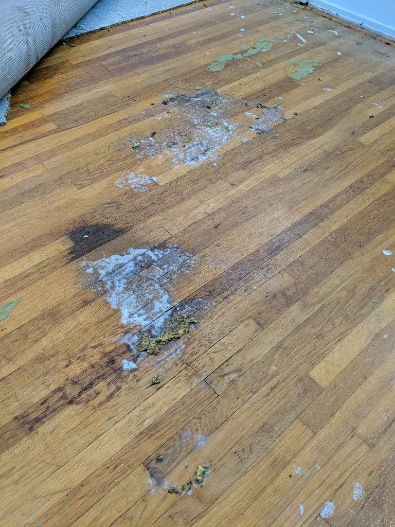 How To Get Cat Pee Out Of Hardwood Floor