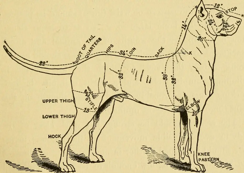 Are Hardwood Floors Bad For Dogs Hips